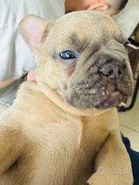 Cuccioli di bulldog francese