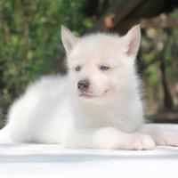 Siberian husky bianco