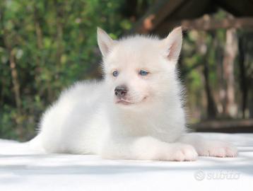 Siberian husky bianco