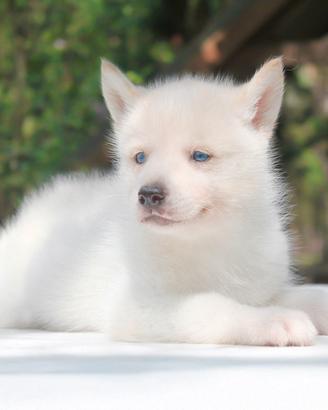 Siberian husky bianco