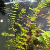 Pianta acquario Ceratofillo