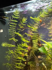 Pianta acquario Ceratofillo