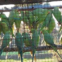 Parrocchetti dal collare