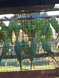 Parrocchetti dal collare