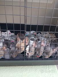 cuccioli di bulldog francese 