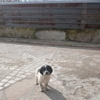 Cuccioli di setter inglese bianco e nero