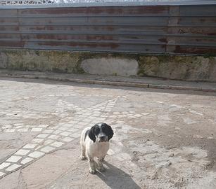 Cuccioli di setter inglese bianco e nero
