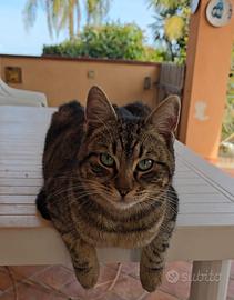 Gatti maschi