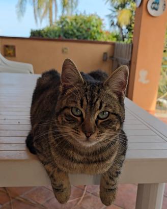 Gatti maschi