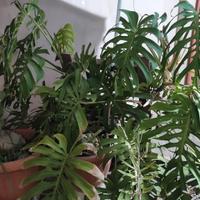 PIANTA GRANDE TROPICALE MONSTERA