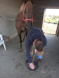 Cavallo