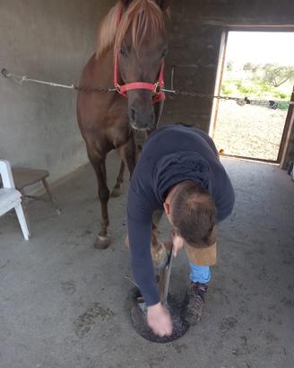 Cavallo