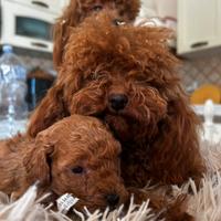 Barboncini mini e Toy due mesi compiuti red