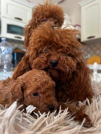 Barboncini mini e Toy due mesi compiuti red