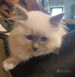 Gattina Sacro di birmania