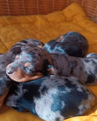 Bassotti cuccioli
