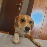 Cagnolina kira