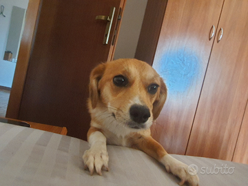 Cagnolina kira
