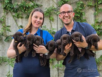 Cuccioli di Labrador Retriever con Pedigree