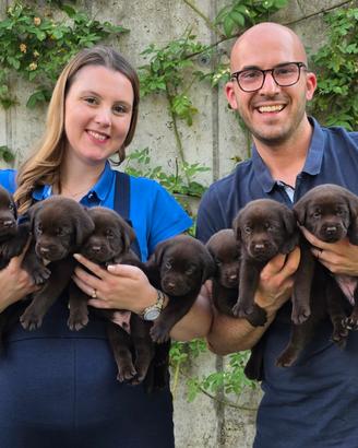 Cuccioli di Labrador Retriever con Pedigree
