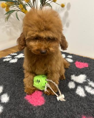 Barboncina toy femmina-4 mesi Pedigree ENCI