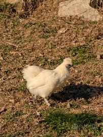 Galline moroseta 2025