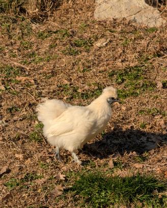 Galline moroseta 2025