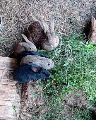 Galletto e 2 coniglie femmine 35