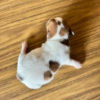 Jack russell