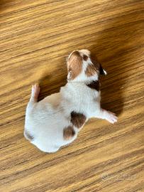 Jack russell