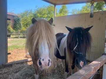Coppia di pony schettland
