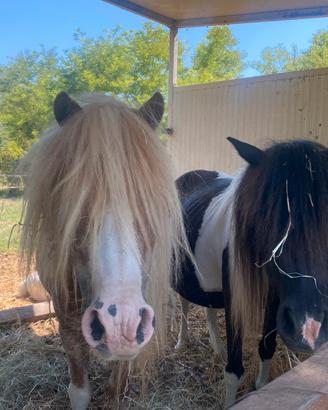Coppia di pony schettland