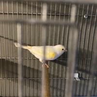 Femmina giallo mosaico 2025