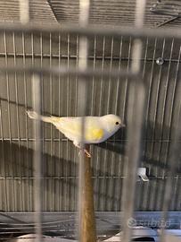 Femmina giallo mosaico 2025