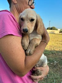 Cucciolo maschio segugio pointer meticcio
