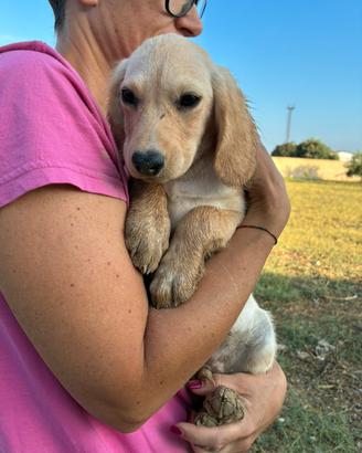 Cucciolo maschio segugio pointer meticcio
