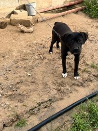 Cucciolone corso originale