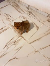 Volpino Spitz tedesco piccolo