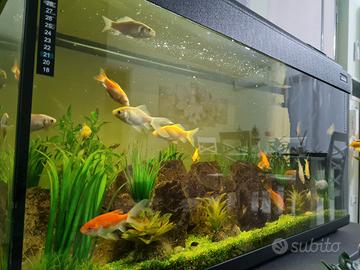 acquario  100x40h60 cm