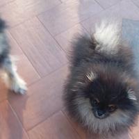 Spiz di Pomerania
