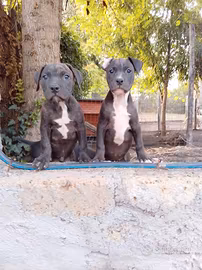 American Pitbull