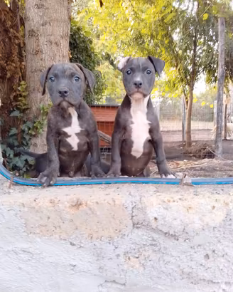 American Pitbull