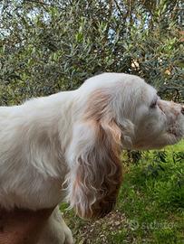 Setter inglese