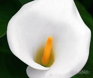 PIANTE DA LAGHETTO/CALLE