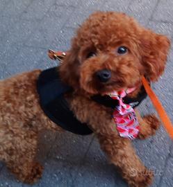 Cuccioli maschi barboncini toy