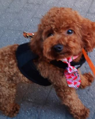 Cuccioli maschi barboncini toy