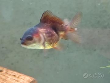 Oranda bronzo