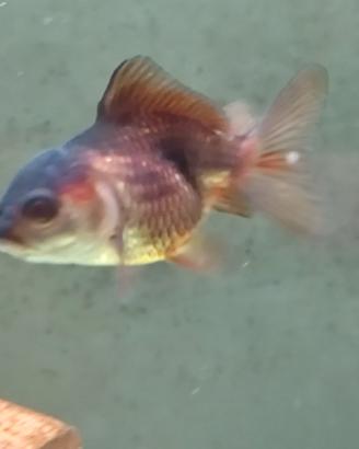 Oranda bronzo
