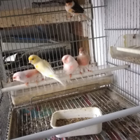 Canarina mosaico rosso