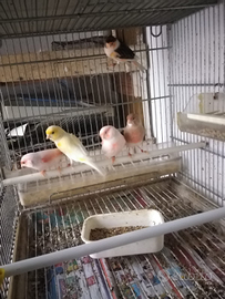 Canarina mosaico rosso